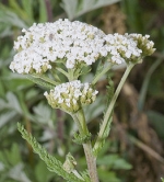 Millefolium homéopathie