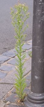 Erigeron canadensis homéopathie