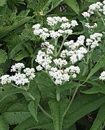 eupatorium homeopathie