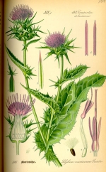 chardon-marie homéopathie