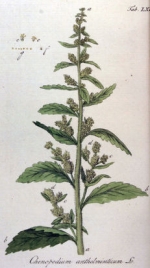 chenopodium homéopathie