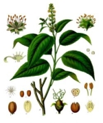 croton tiglium homéopathie