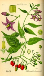 dulcamara homéopathie
