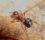 formica rufa homéopathie