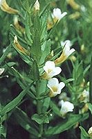gratiola homéopathie