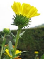 grindelia homéopathie