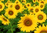 helianthus homéopathie