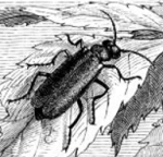 cantharis homéopathie