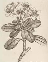 rododendron homéopathie